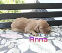 Anna AKC, a female Irish Setter for sale in Morrison, TN – 2 of 4