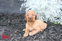 Arie AKC, a female Irish Setter for sale in Morrison, TN – 2 of 4