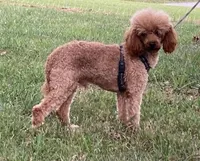 AKC Bryce, a male Poodle - Miniature  for sale in Morrison, TN – Photo 7 of 8