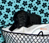 AKC Bryce, a male Poodle - Miniature  for sale in Morrison, TN – Photo 6 of 8