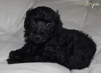 AKC Bryce, a male Poodle - Miniature  for sale in Morrison, TN – Photo 3 of 8