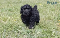 AKC Bryce, a male Poodle - Miniature  for sale in Morrison, TN – Photo 2 of 8
