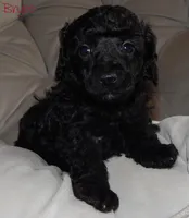 AKC Bryce, a male Poodle - Miniature  for sale in Morrison, TN – Photo 4 of 8