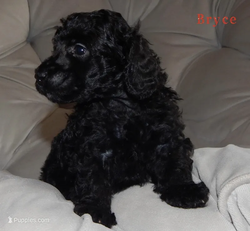 AKC Bryce, a male Poodle - Miniature  for sale in Morrison, TN – Photo 1 of 8