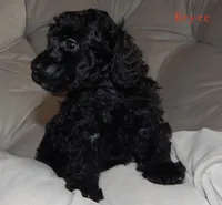 AKC Bryce, a male Poodle - Miniature  for sale in Morrison, TN – Photo 1 of 8