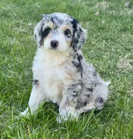 Bunny, a female Bernedoodle for sale in Roscoe, SD – Photo 4 of 5