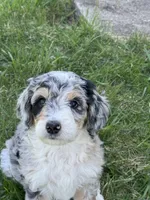 Bunny, a female Bernedoodle for sale in Roscoe, SD – Photo 2 of 5