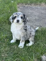 Bunny, a female Bernedoodle for sale in Roscoe, SD – Photo 1 of 5