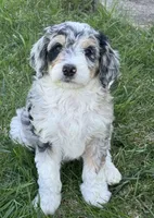 Bunny, a female Bernedoodle for sale in Roscoe, SD – Photo 5 of 5