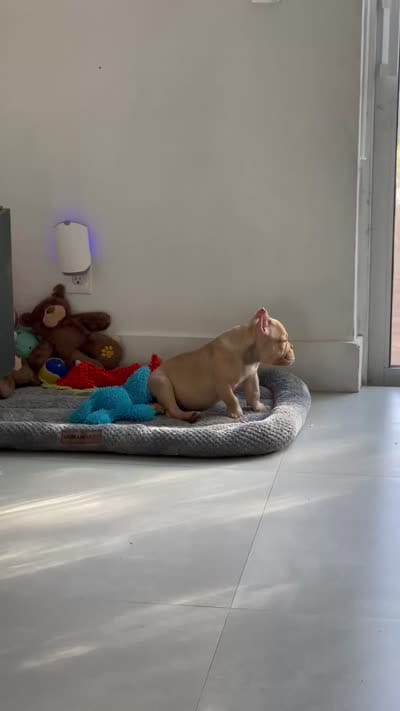 Pikachu, a female American Bully for sale in Hollywood, FL – 3 of 3