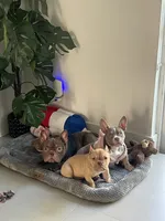 Pikachu, a female American Bully for sale in Hollywood, FL – 2 of 3