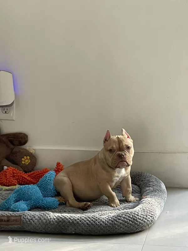 Pikachu – American Bully puppy for sale in Hollywood, FL