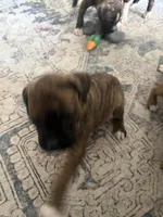 Nala, a female Boxer for sale in Lafayette, LA – 8 of 10