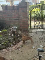 Nala, a female Boxer for sale in Lafayette, LA – 9 of 10