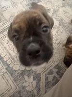 Nala, a female Boxer for sale in Lafayette, LA – 4 of 10