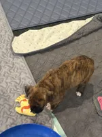 Nala, a female Boxer for sale in Lafayette, LA – 7 of 10