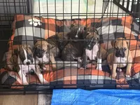 Nala, a female Boxer for sale in Lafayette, LA – 6 of 10