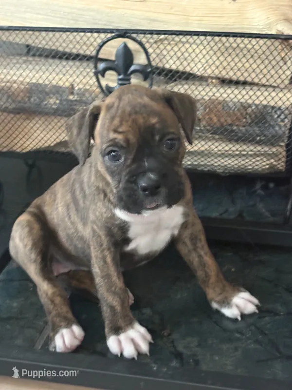 Nala – Boxer puppy for sale in Lafayette, LA