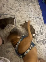 Nala, a female Boxer for sale in Lafayette, LA – 3 of 10