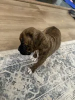 Nala, a female Boxer for sale in Lafayette, LA – 5 of 10