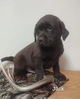 Jack, a male Labrador Retriever for sale in Towanda, PA – Photo 3 of 3