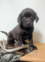 Jack, a male Labrador Retriever for sale in Towanda, PA – Photo 1 of 3