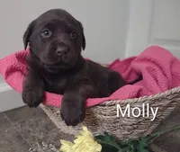Molly, a female Labrador Retriever for sale in Towanda, PA – Photo 3 of 4