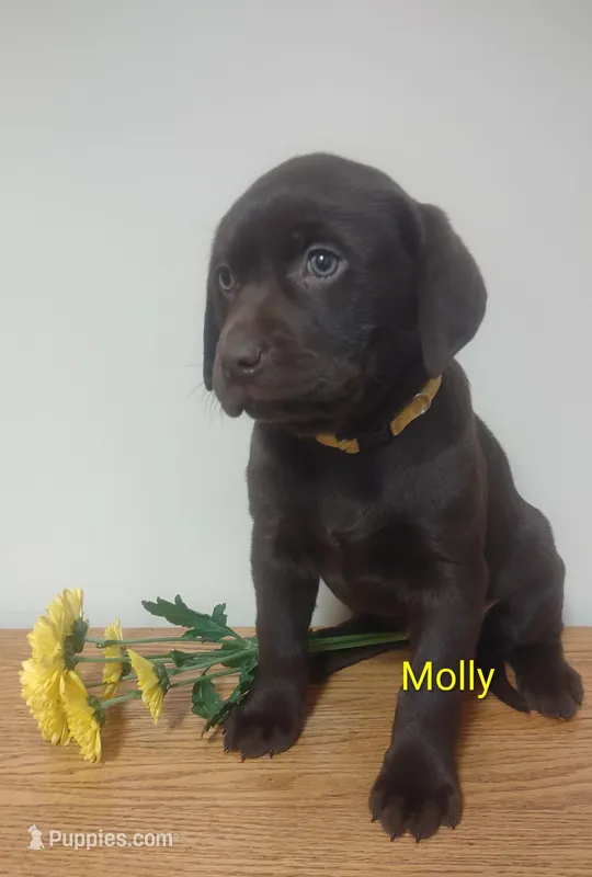 Molly