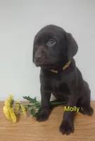 Molly, a female Labrador Retriever for sale in Towanda, PA – Photo 1 of 4