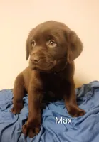 Max, a male Labrador Retriever for sale in Towanda, PA – Photo 5 of 5