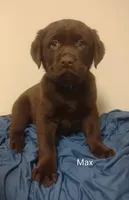 Max, a male Labrador Retriever for sale in Towanda, PA – Photo 1 of 5