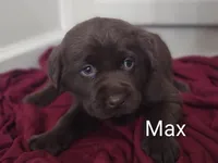 Max, a male Labrador Retriever for sale in Towanda, PA – Photo 3 of 5