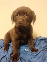 Max, a male Labrador Retriever for sale in Towanda, PA – Photo 4 of 5