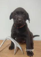 Cooper, a male Labrador Retriever for sale in Towanda, PA – Photo 3 of 3