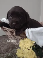 Cooper, a male Labrador Retriever for sale in Towanda, PA – Photo 2 of 3