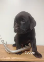 Cooper, a male Labrador Retriever for sale in Towanda, PA – Photo 1 of 3