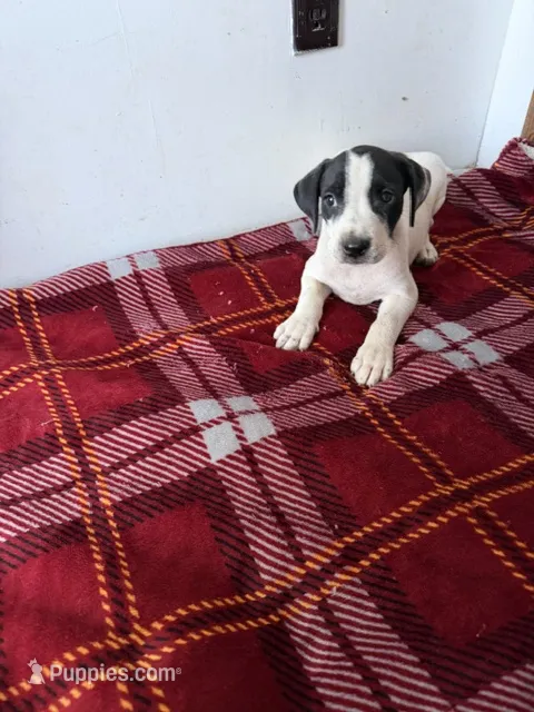 Tom – American Pit Bull Terrier, Labrador Retriever puppy for sale in Sneads, FL
