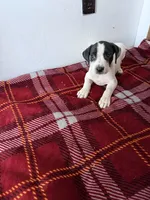 Tom, a male American Pit Bull Terrier and Labrador Retriever for sale in Sneads, FL – 1 of 1