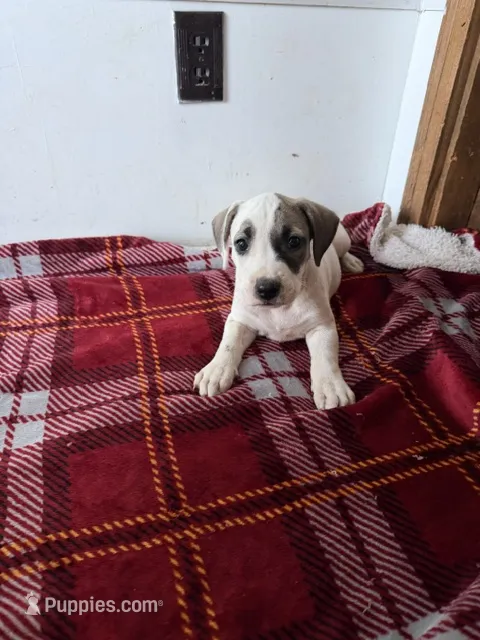 Emily – American Pit Bull Terrier, Labrador Retriever puppy for sale in Sneads, FL