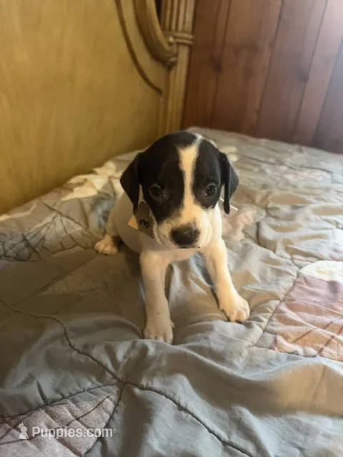 Jason – American Pit Bull Terrier, Labrador Retriever puppy for sale in Sneads, FL