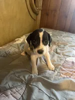 Jason, a male American Pit Bull Terrier and Labrador Retriever for sale in Sneads, FL – 1 of 1