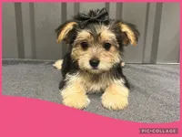 Female purple, a female Morkie for sale in Ville Platte, LA – Photo 4 of 10