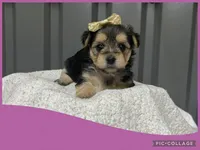 Female purple, a female Morkie for sale in Ville Platte, LA – Photo 8 of 10