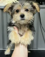 Female purple, a female Morkie for sale in Ville Platte, LA – Photo 1 of 10