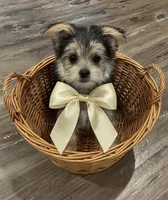 Female purple, a female Morkie for sale in Ville Platte, LA – Photo 2 of 10