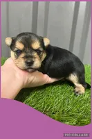 Female purple, a female Morkie for sale in Ville Platte, LA – Photo 9 of 10