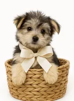 Female purple, a female Morkie for sale in Ville Platte, LA – Photo 3 of 10