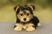 Female purple, a female Morkie for sale in Ville Platte, LA – Photo 5 of 10