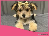 Female purple, a female Morkie for sale in Ville Platte, LA – Photo 6 of 10