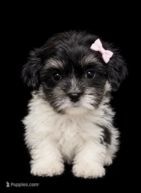 Female 1  – Shihpoo puppy for sale in Ville Platte, LA